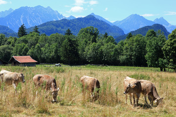 Fototapeta na wymiar Alpy Niemieckie, Bawaria, Niemcy