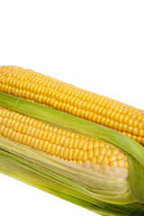 Fresh uncooked corn on the cob