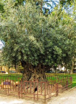 Ein alter Olivenbaum in der Stadt