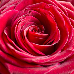 Fototapeta na wymiar Jasny różowy tle Rose