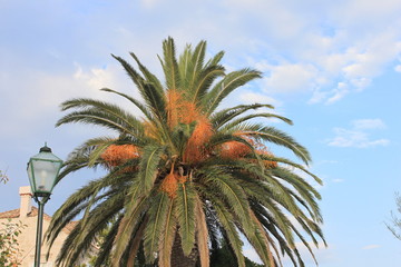 palma © Eugeniusz