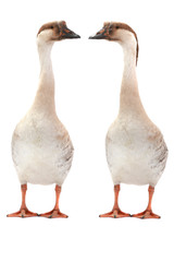 two goose