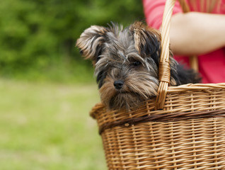 Yorkshire terrier in basket