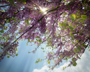 Blühender Obstbaum im Frühling