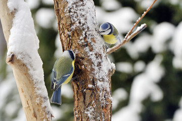 Blaumeisen