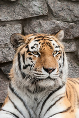 Portrait of a tiger (Panthera Tigris)