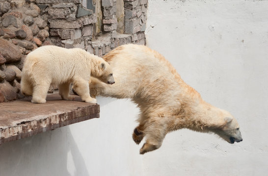 Polar bear (Ursus Maritimus) jumps off the ledge