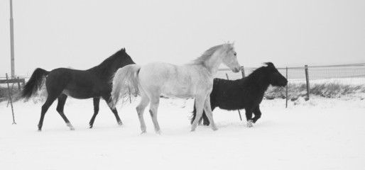 horses playing in the snow