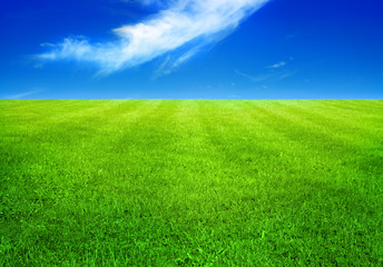 Naklejka na ściany i meble green grass and blue sky