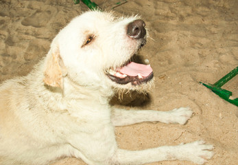 White dog.