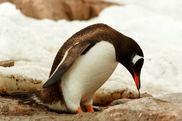 Fototapete Rund Single Gentoo penguine, Antarctica © Guido Amrein