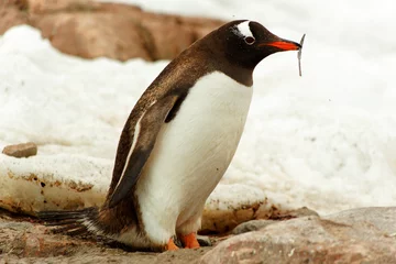 Rolgordijnen Single Gentoo penguine, Antarctica © Guido Amrein