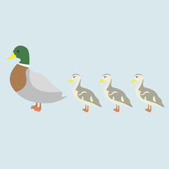 Illustration of duck and 3 cute duckling