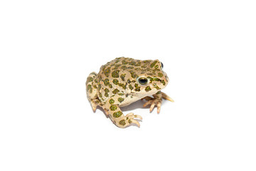 Green toad