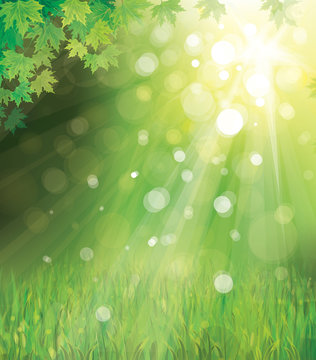 Vector of green leaves on sunny  background.