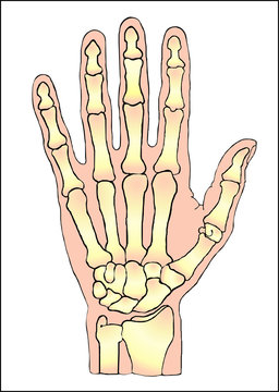 Hand