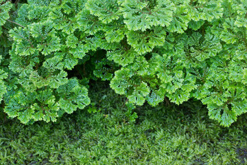Adiantum Species (ADIANTACEAE)