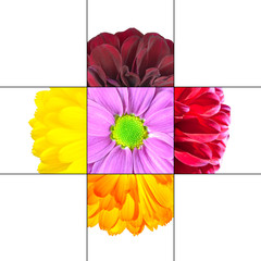 Colorful Daisy Flower mosaic design