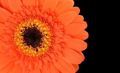 Cercles muraux Macro Partie de fleur de gerbera orange isolée sur fond noir