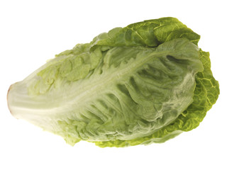 Fototapeta premium Whole Gem Lettuce
