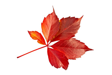 Leaf red grape decoration