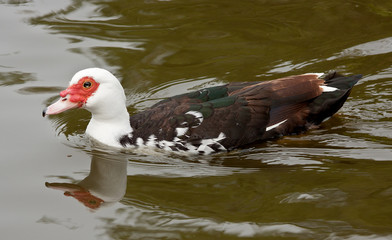 Muscovy Duck swimming