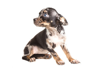 Obraz premium Chihuahua