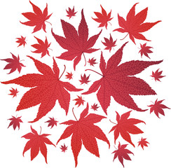 Autumn red leaves