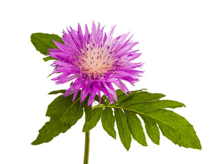 Lilac flower isolated