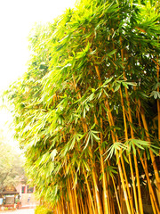 Golden bamboo