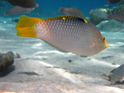 Poissons tropicaux