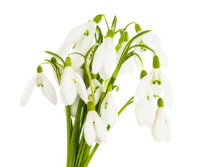 snowdrop flowers isolated