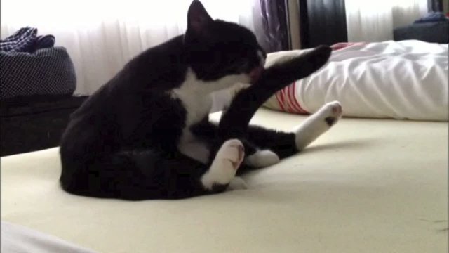 Kater sitzt auf dem Bett und putzt seinen Schwanz