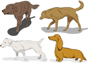 Set of dogs in action on white background