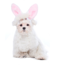 Bunny Maltese