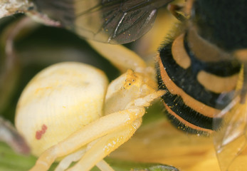 Goldenrod crab spider, Misumena vatia with captured fly