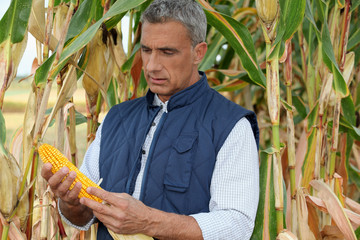 farmer watching a corncob in a cornfield