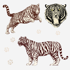 Vektor Set: Tiger Gestalten und Kopf