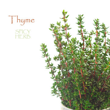 Thyme.