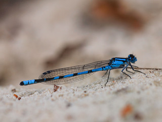 Closeup of blue dragonfly