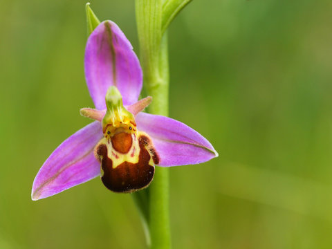 Macro image of Bee orchid