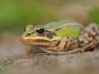 Green frog