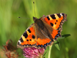 Obraz premium Small Tortoiseshell resting