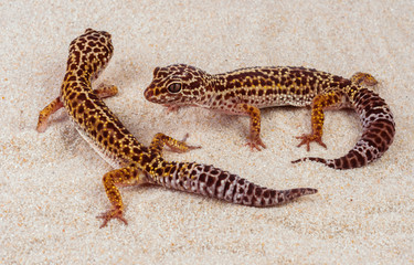 Two little geckos in the sand