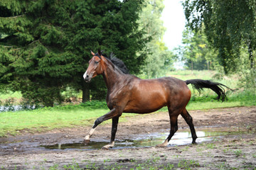 Bay horse galloping free in the meadow
