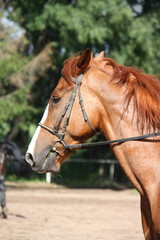Fototapeta premium Chestnut horse portrait with bridle