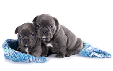 French Bulldogs puppies