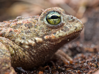 Natterjack portrait