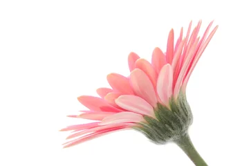 Papier Peint photo Lavable Gerbera Pink gerbera daisy isolated on white background