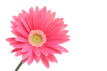 Pink gerbera daisy isolated on white background